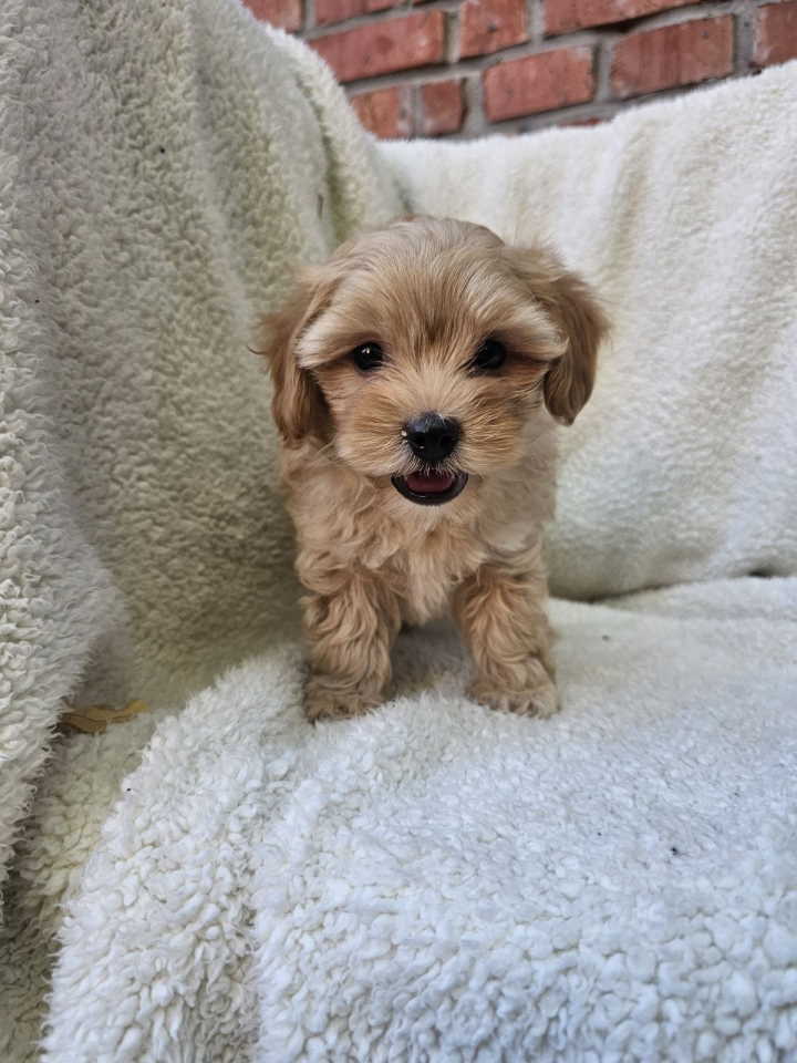 Maltipoo stenci spremni su za preuzimanje