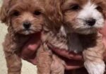 Maltipoo stenci
