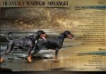 Doberman, musko stene