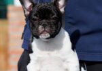 French bulldog/Francuski buldog štenci