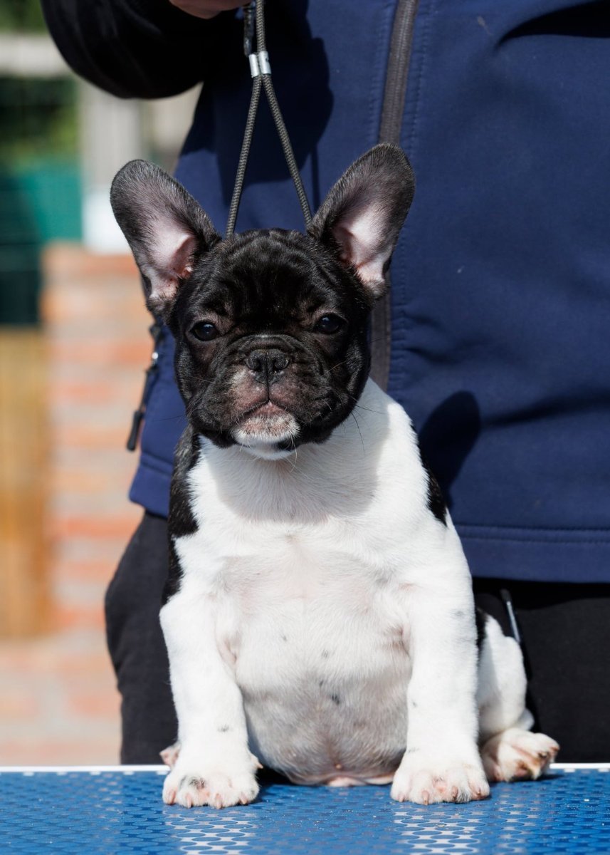 French bulldog/Francuski buldog štenci