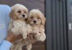 Maltipoo vrhunske genetike
