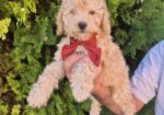Labradoodle F1b preslatki štenci