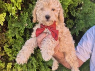1-Labradoodle-F1bOL1026