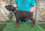 Doberman štenci