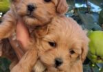 Maltipoo stenci