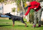 Doberman, musko stene