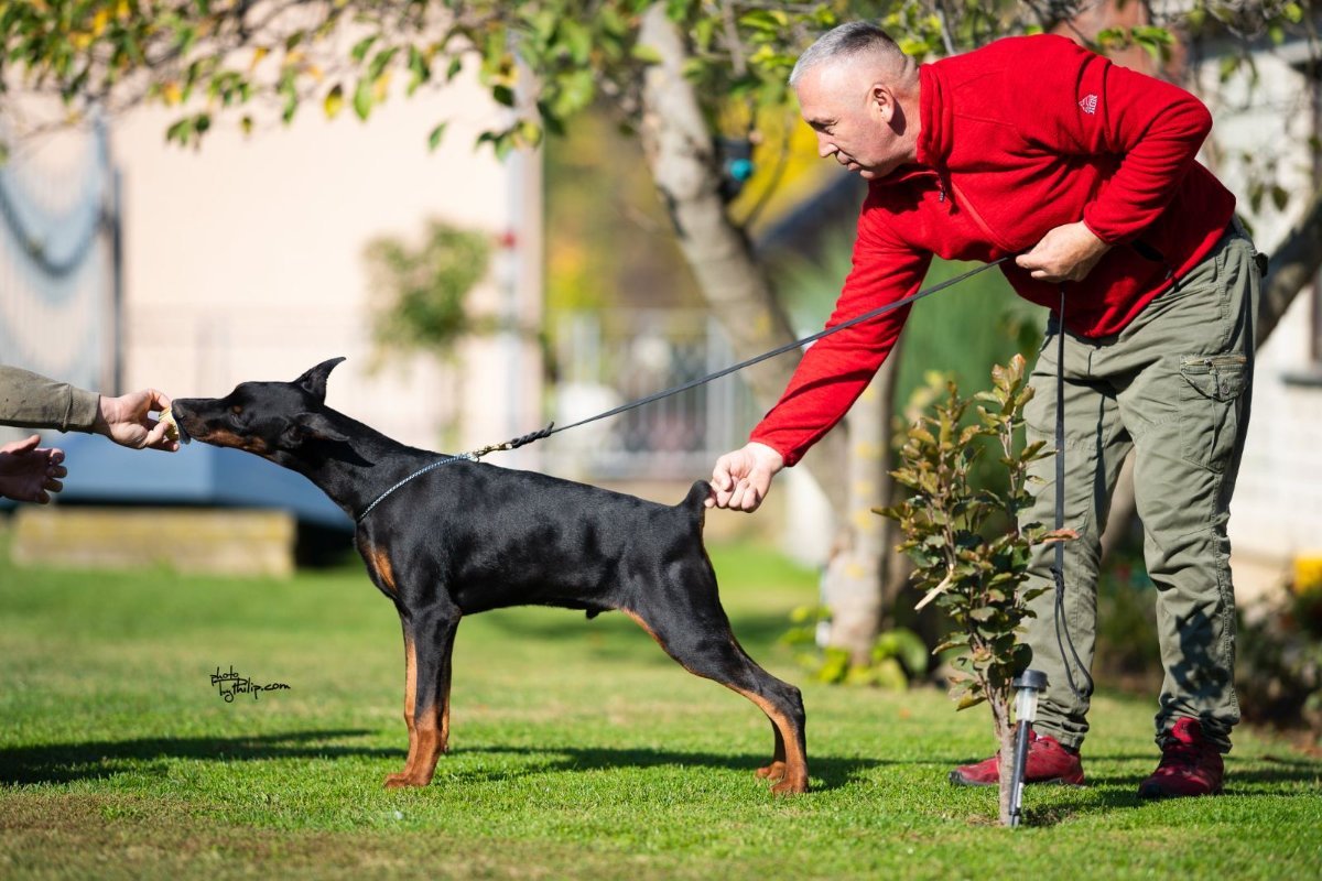 Doberman, musko stene