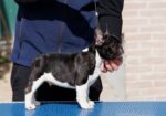 French bulldog/Francuski buldog štenci