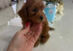 Goldendoodle prelepi štenci