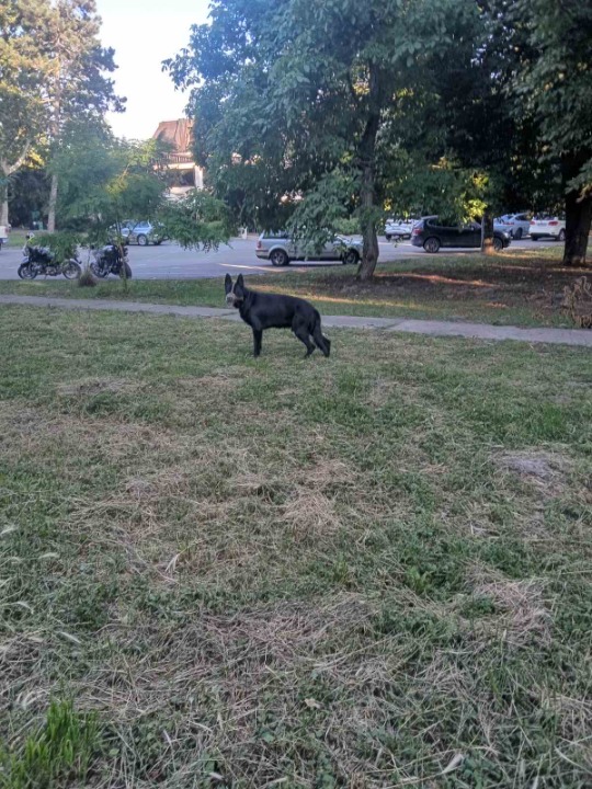 Nemački ovčar crni štenci