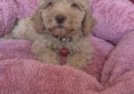 Labradoodle F1b preslatki štenci