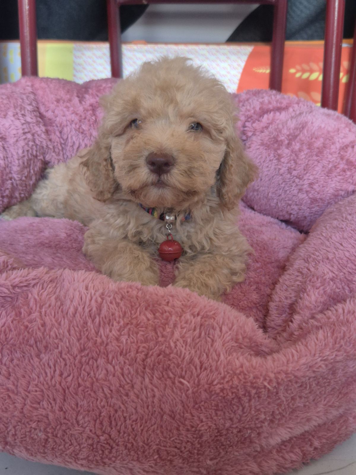 Labradoodle F1b preslatki štenci