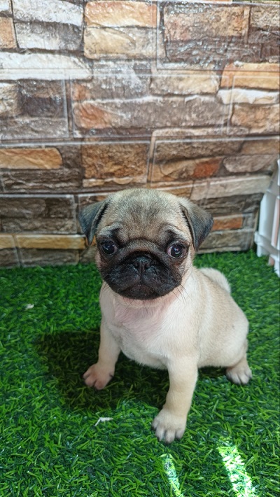 Mops, žensko štene