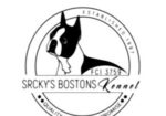 Boston terijer stenci