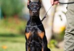 Doberman, musko stene