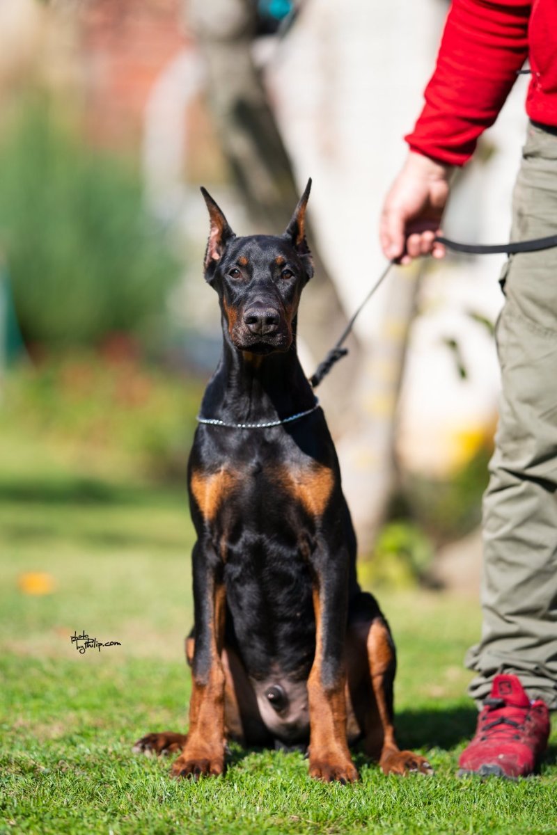Doberman, musko stene