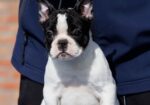 French bulldog/Francuski buldog štenci