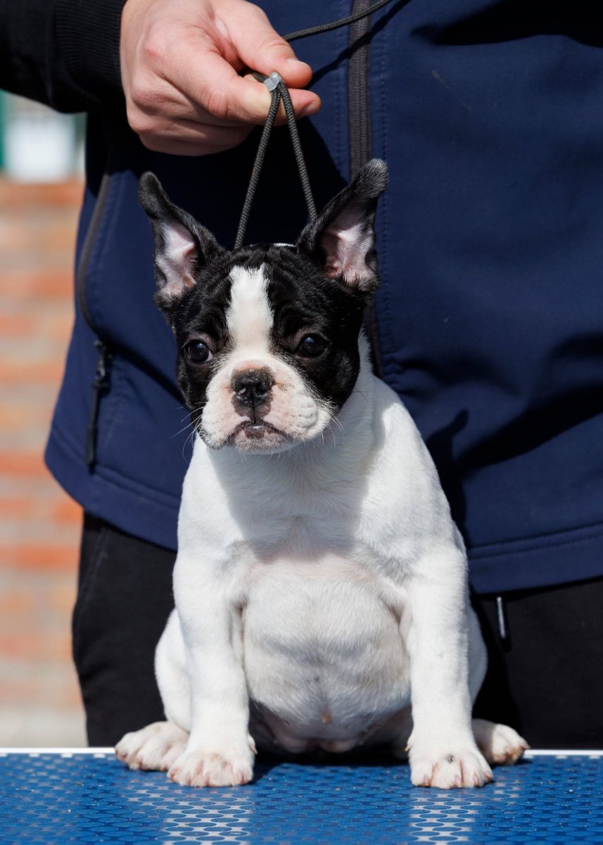 French bulldog/Francuski buldog štenci