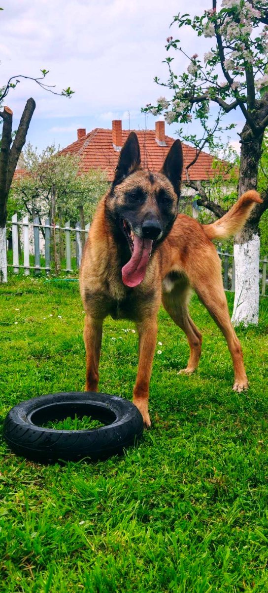 Belgijski ovcar – Malinoa,štenci