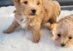 Maltipoo stenci