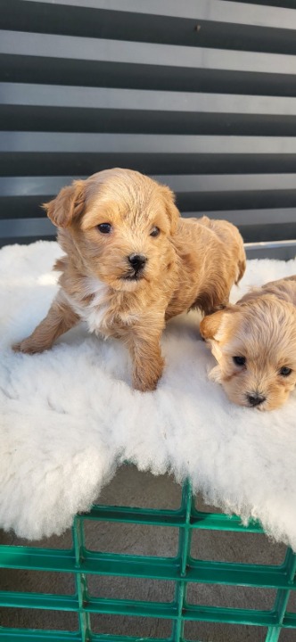 Maltipoo stenci