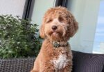 Labradoodle F1b preslatki štenci