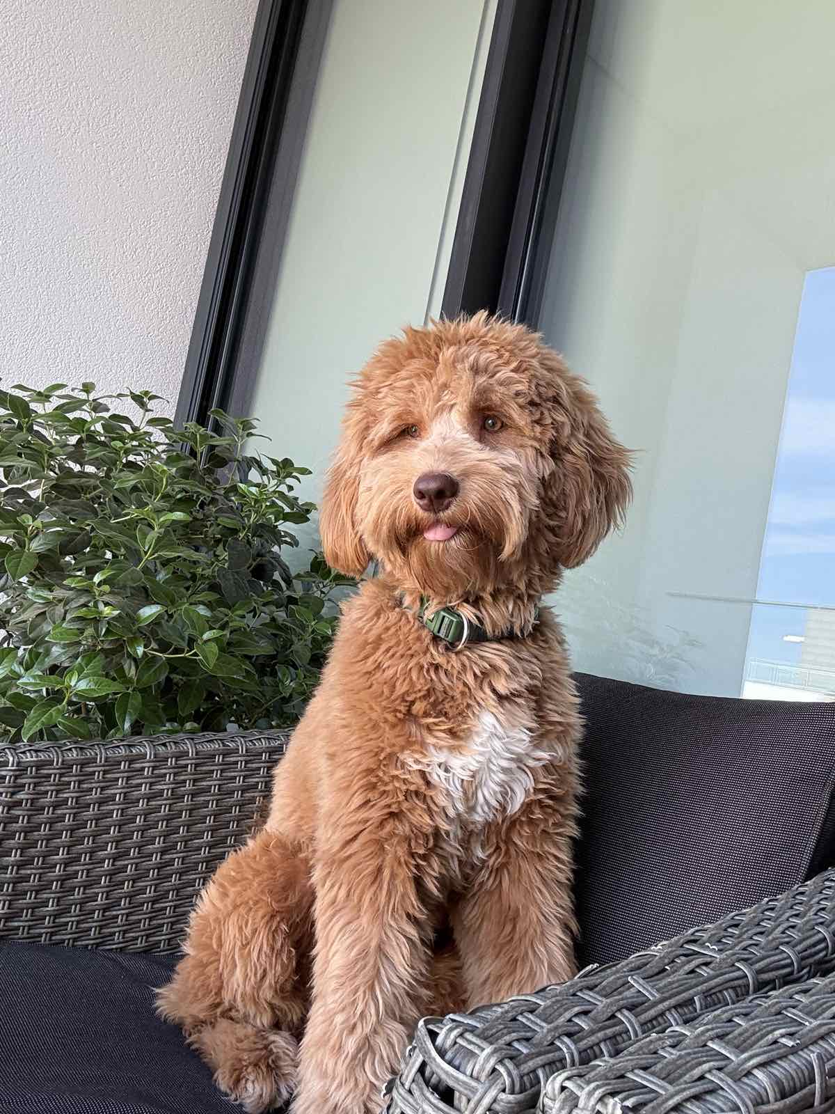 Labradoodle F1b preslatki štenci