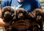 Čokoladni Labrador Retriver štenci