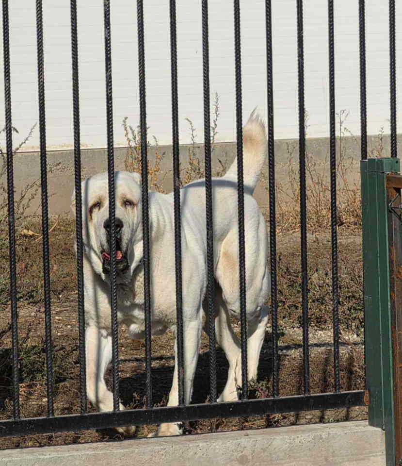 Vrhunski A Z I J A T za parenje Azijat 3 godine