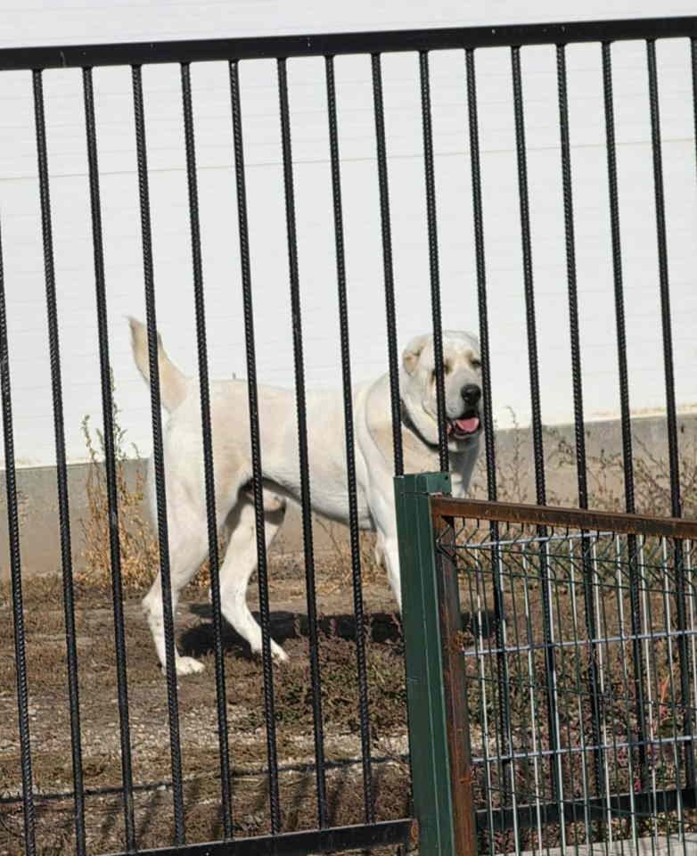Vrhunski A Z I J A T za parenje Azijat 3 godine