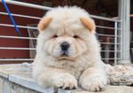 Krem Chow Chow štenci