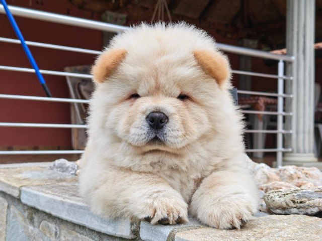 Krem Chow Chow štenci