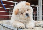 Krem Chow Chow štenci