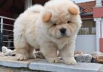 Krem Chow Chow štenci