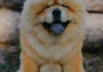 Chow Chow – dostupan za parenje