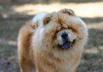 Chow Chow – dostupan za parenje