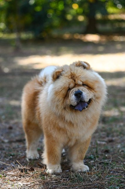 Chow Chow – dostupan za parenje