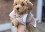 Maltipoo nove bebe