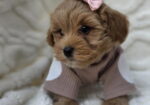 Maltipoo nove bebe