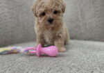 Maltipoo nove bebe
