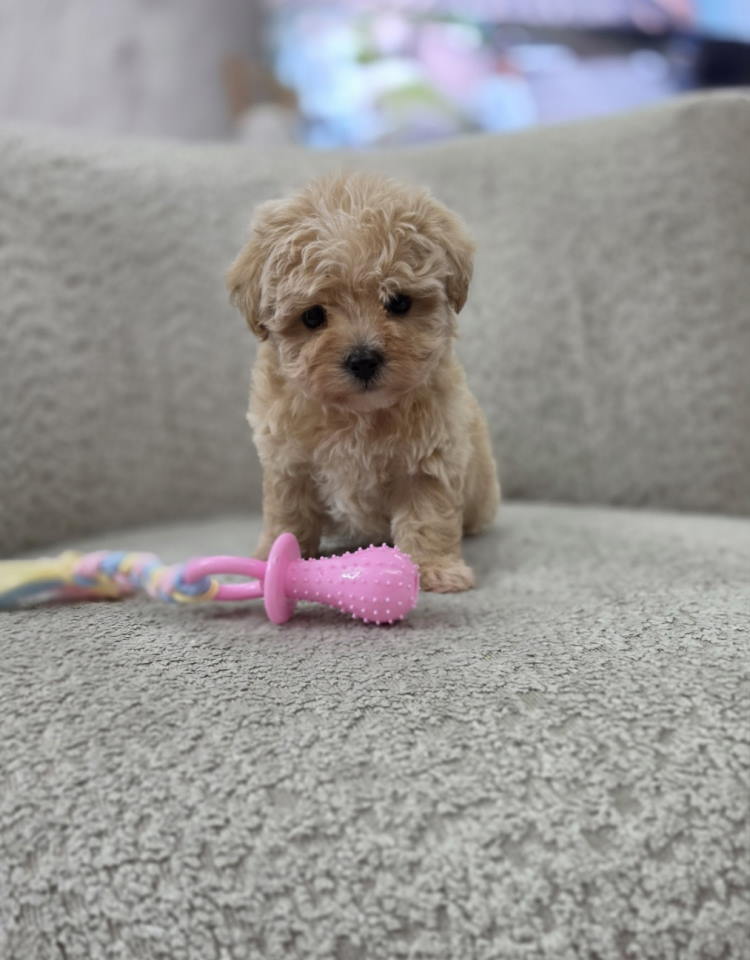 Maltipoo nove bebe