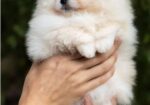 Ekskluzivni Pomeranci iz vrhunskih krvnih linija