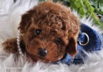 Nove bebice toy I mini pudle