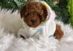 Nove bebice toy I mini pudle