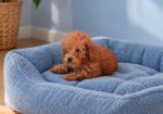 Crvene toy pudle štenci