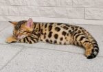 MMaestro_bengal macici
