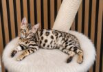 MMaestro_bengal macici